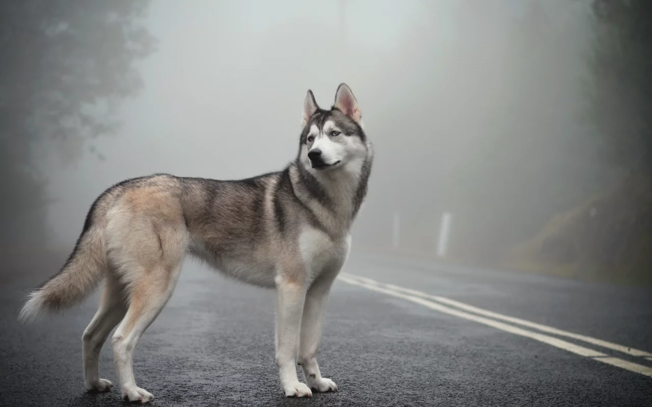 siberian husky, mist, fog