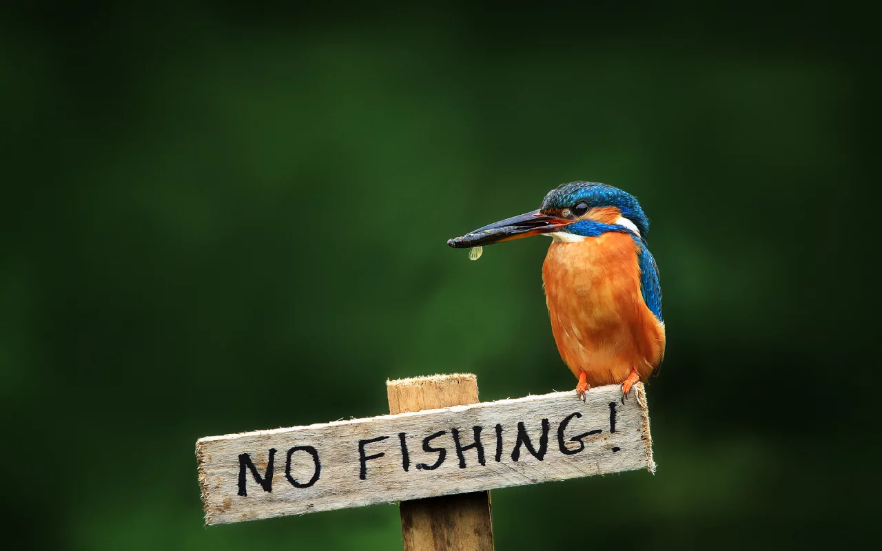 alcedo atthis, птица, обыкновенный зимородок, kingfisher
