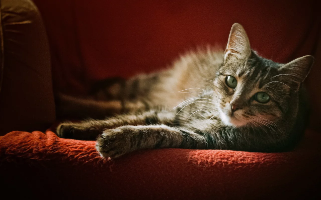 кошка, взгляд, кресло, серая, в полоску