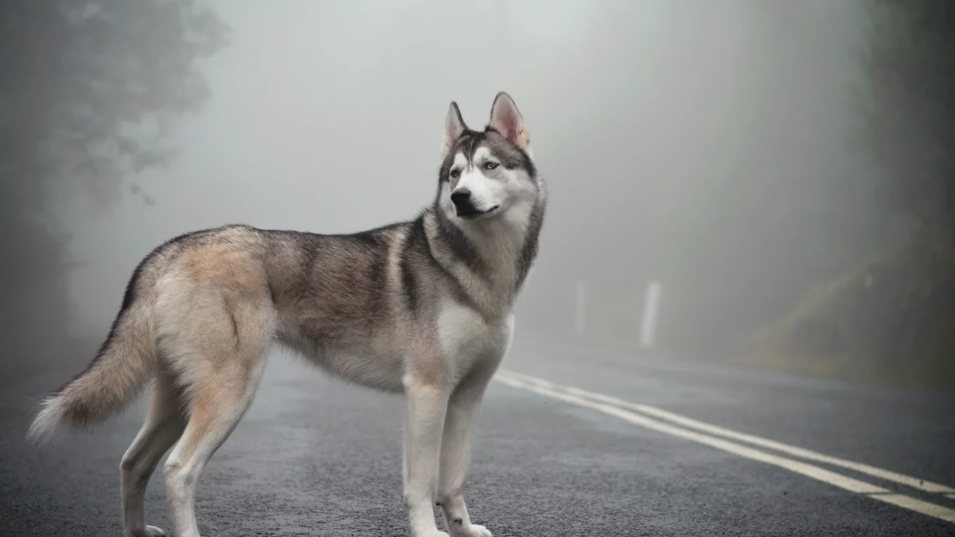 siberian husky, mist, fog