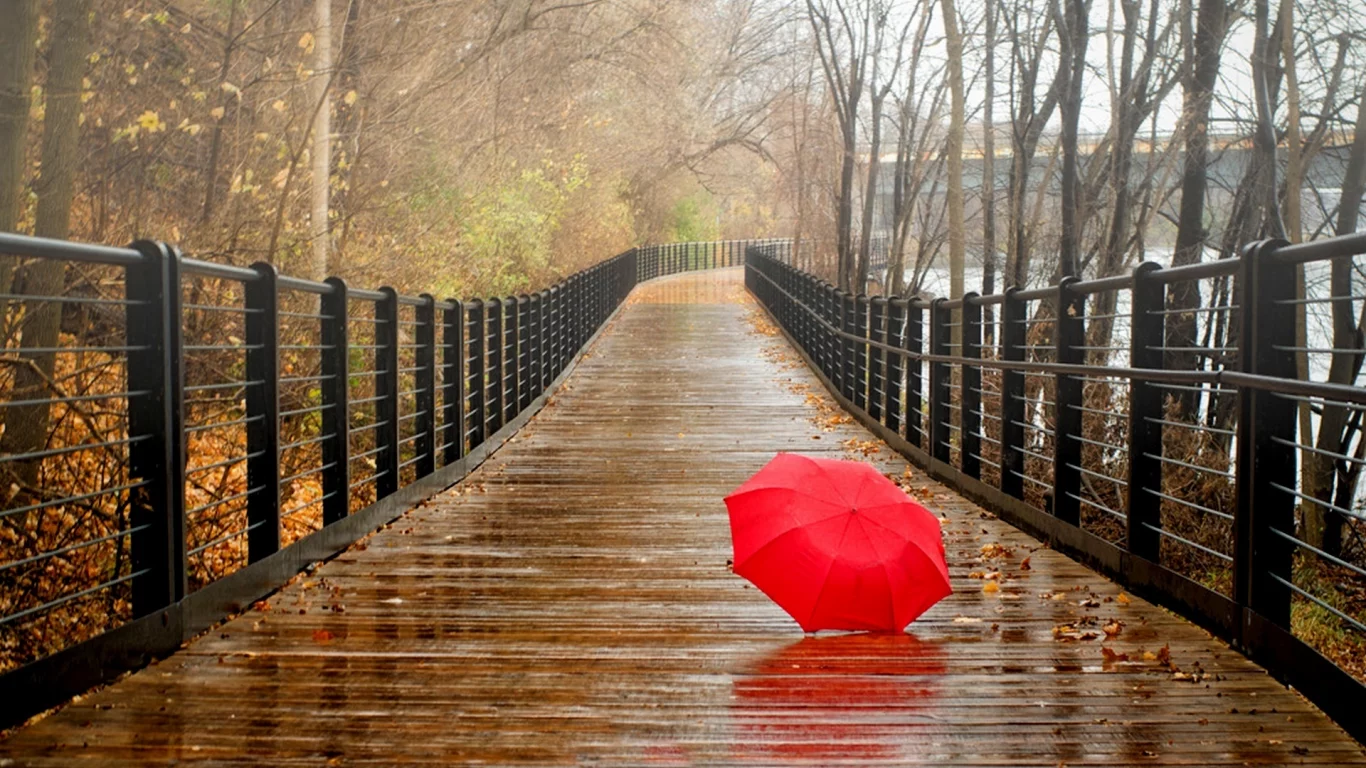 park, umbrella, forest, fall, trees, water, bridge, nature, autumn, view, walk, rain, river, leaves