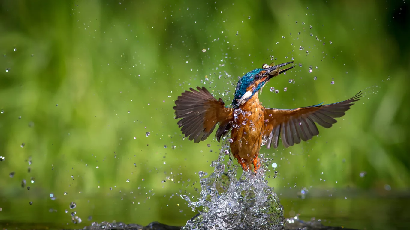 птица, вода, alcedo atthis, kingfisher, обыкновенный зимородок