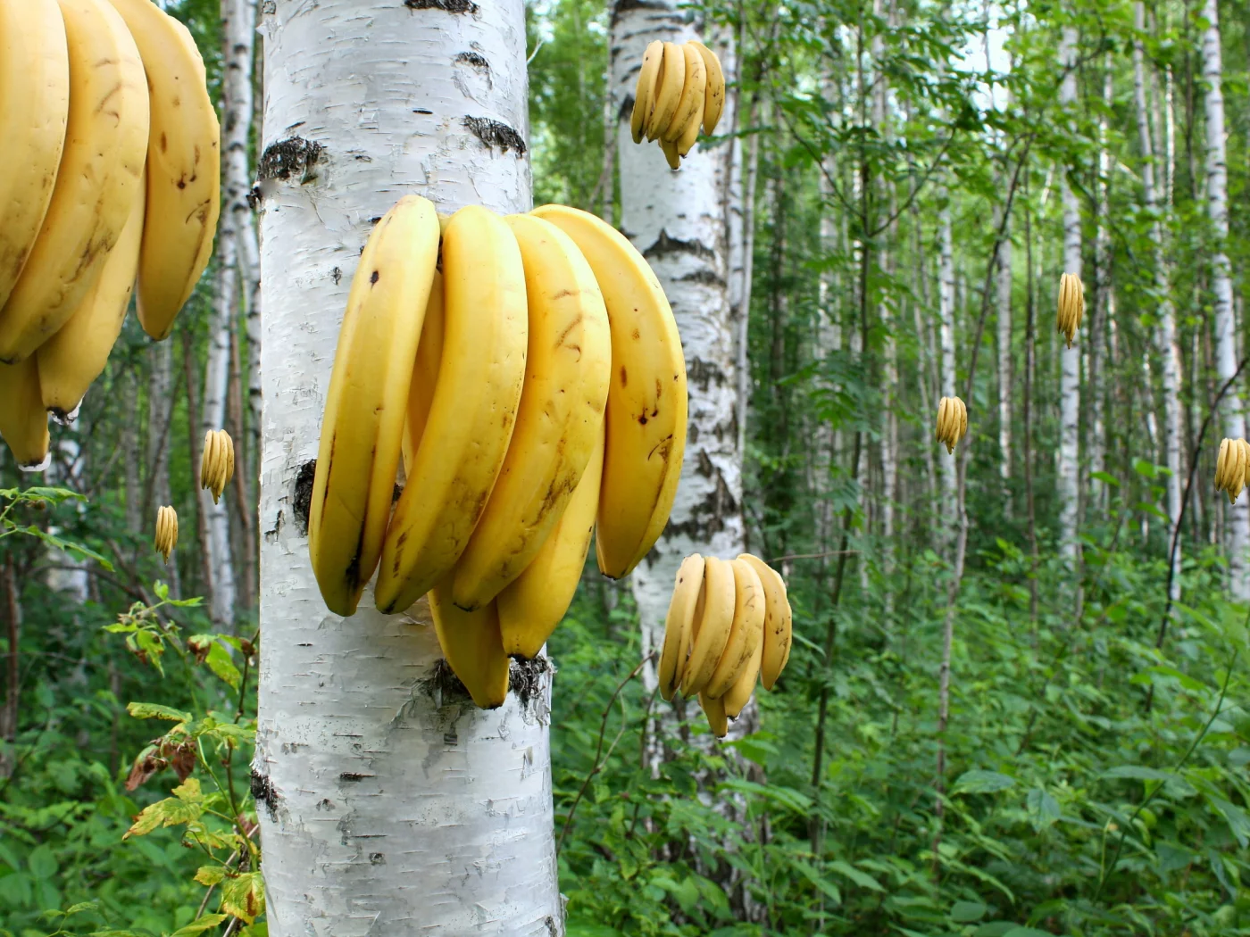 берёзы, роща, бананы, растут