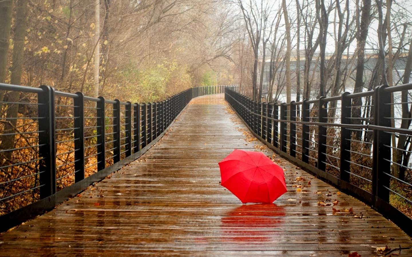 park, umbrella, forest, fall, trees, water, bridge, nature, autumn, view, walk, rain, river, leaves