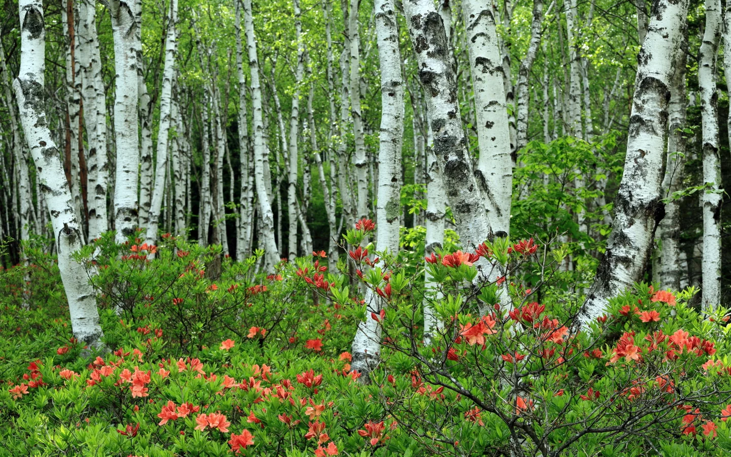 берёзы, роща, природа