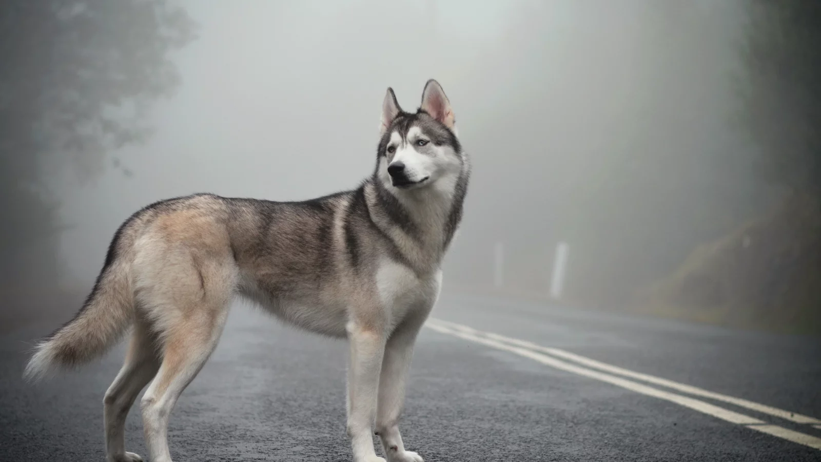 siberian husky, mist, fog