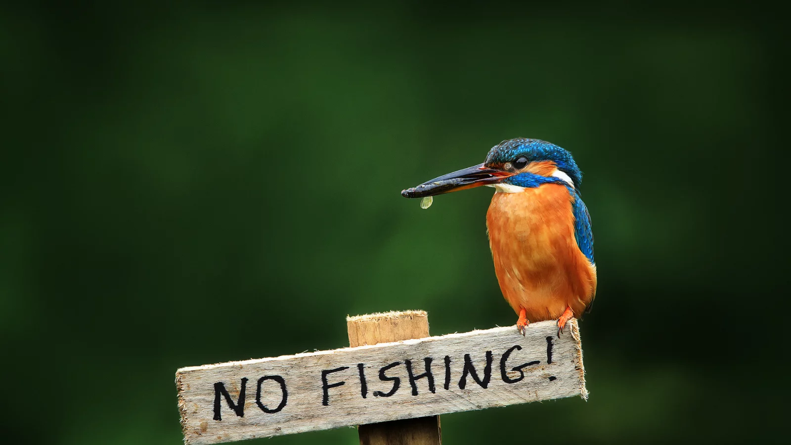 alcedo atthis, птица, обыкновенный зимородок, kingfisher