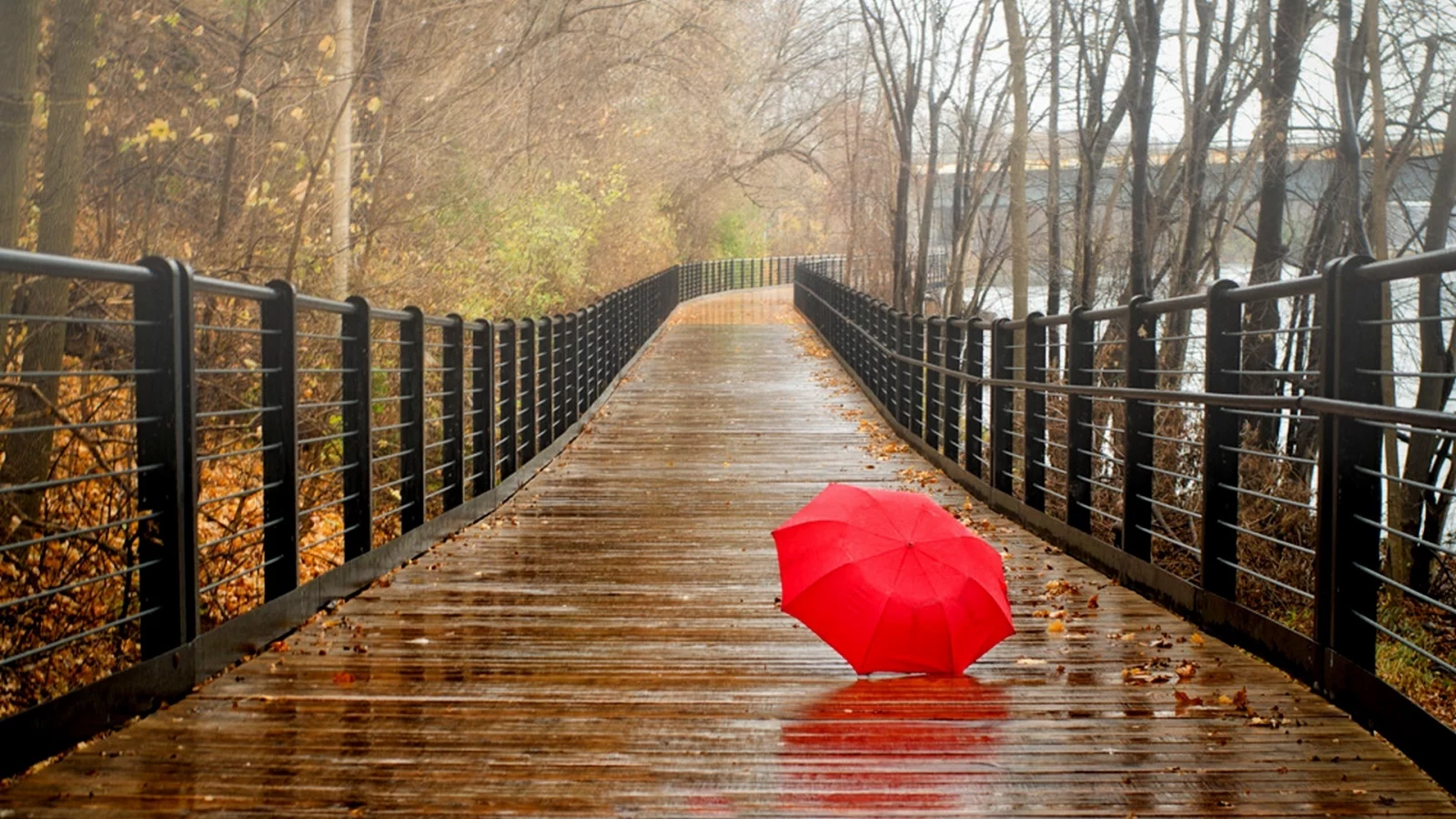 park, umbrella, forest, fall, trees, water, bridge, nature, autumn, view, walk, rain, river, leaves