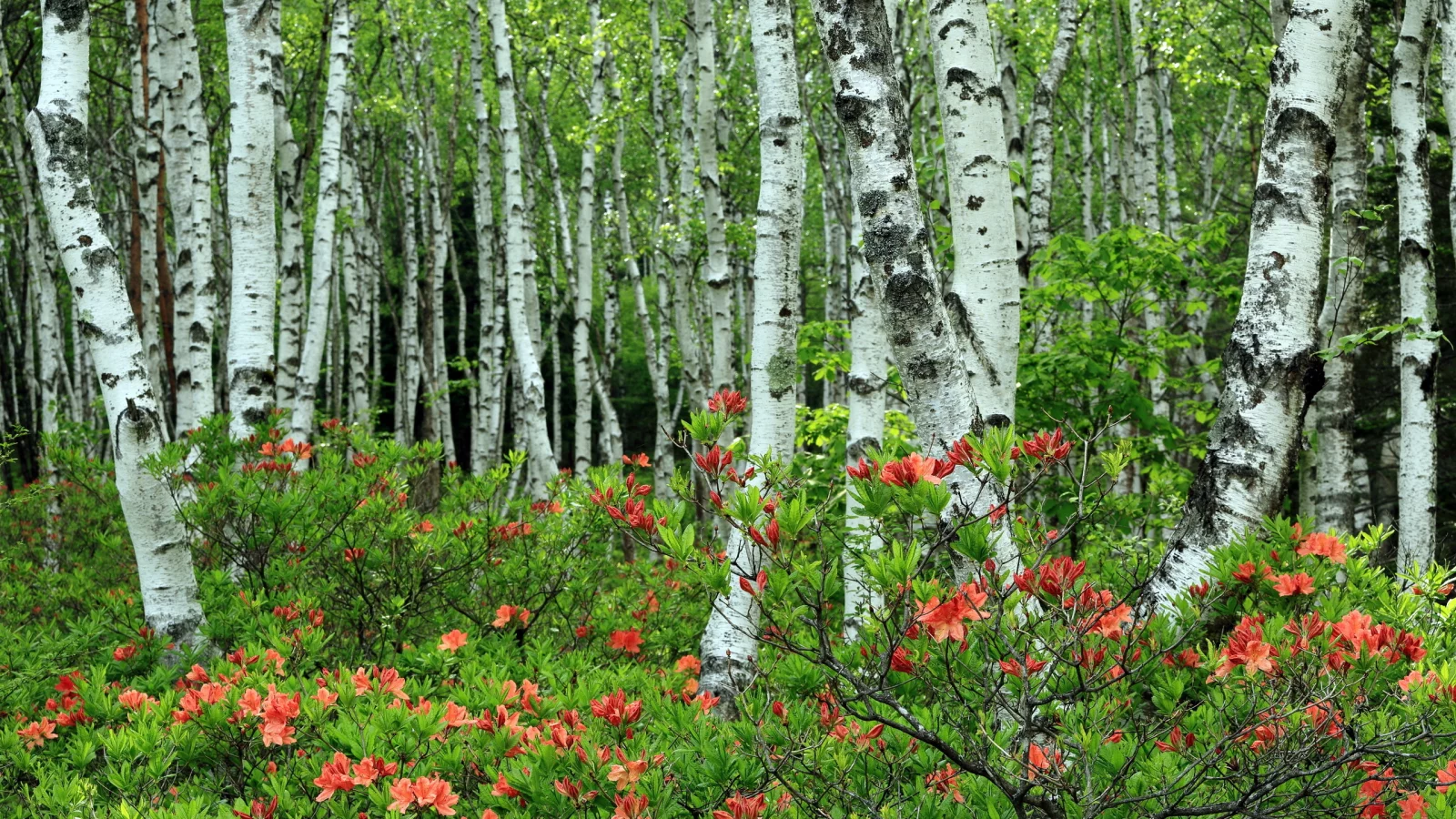 берёзы, роща, природа