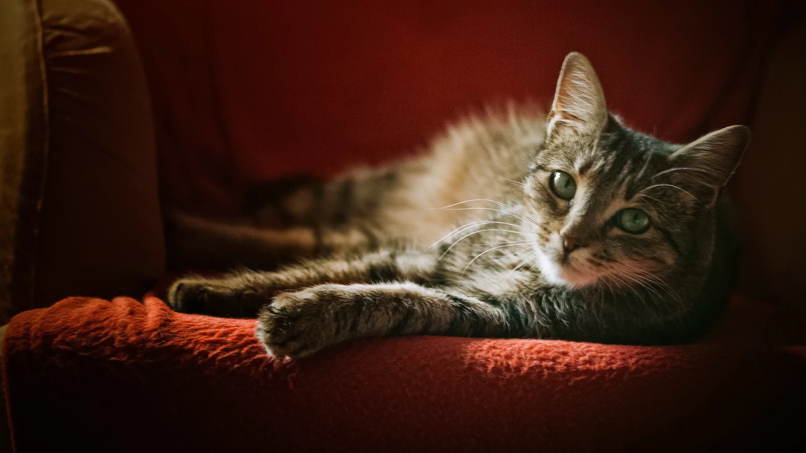 кошка, взгляд, кресло, серая, в полоску