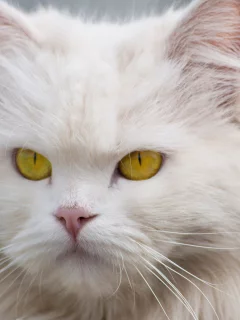 животные, кошка, белый, глаза
