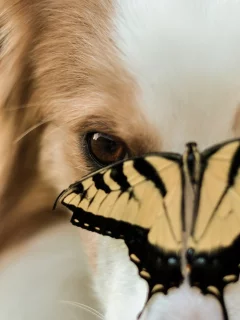 насекомое, животные, dog, собака, морда, пес, бабочка