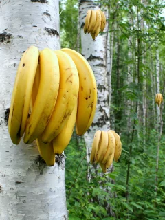 берёзы, роща, бананы, растут
