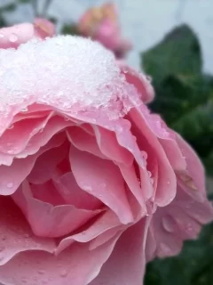 розы, природа, зима, снег, цветы