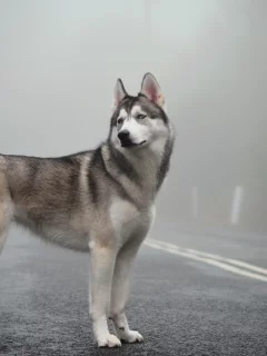 siberian husky, mist, fog