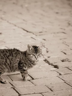 мостовая, серый, улица, в полоску, кошка, котенок