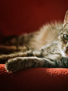 кошка, взгляд, кресло, серая, в полоску