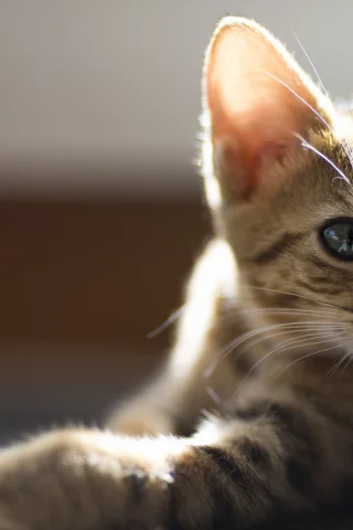 взгляд, серый, котенок, полосатый