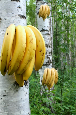 берёзы, роща, бананы, растут