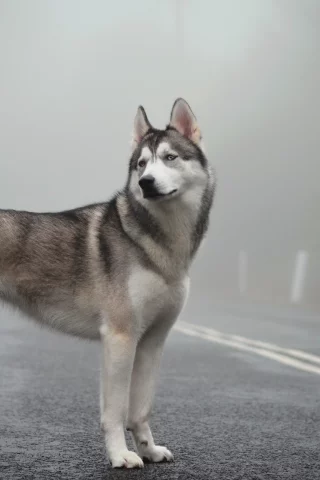 siberian husky, mist, fog