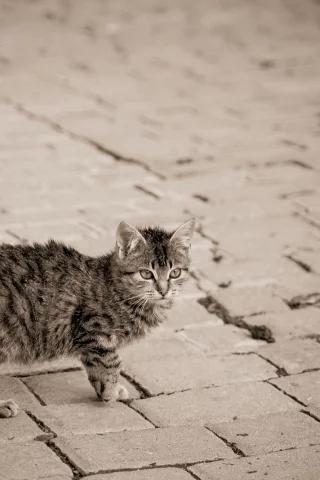 мостовая, серый, улица, в полоску, кошка, котенок