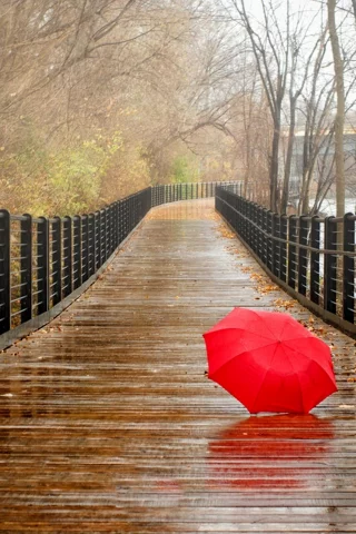 park, umbrella, forest, fall, trees, water, bridge, nature, autumn, view, walk, rain, river, leaves