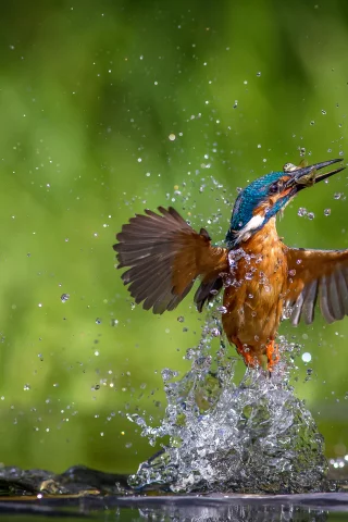 птица, вода, alcedo atthis, kingfisher, обыкновенный зимородок