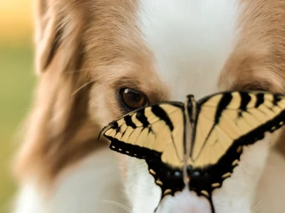 насекомое, животные, dog, собака, морда, пес, бабочка