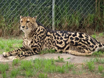 гепард, кошка, королевский гепард