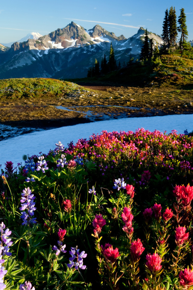 Красивые картинки с природой и цветами на телефон