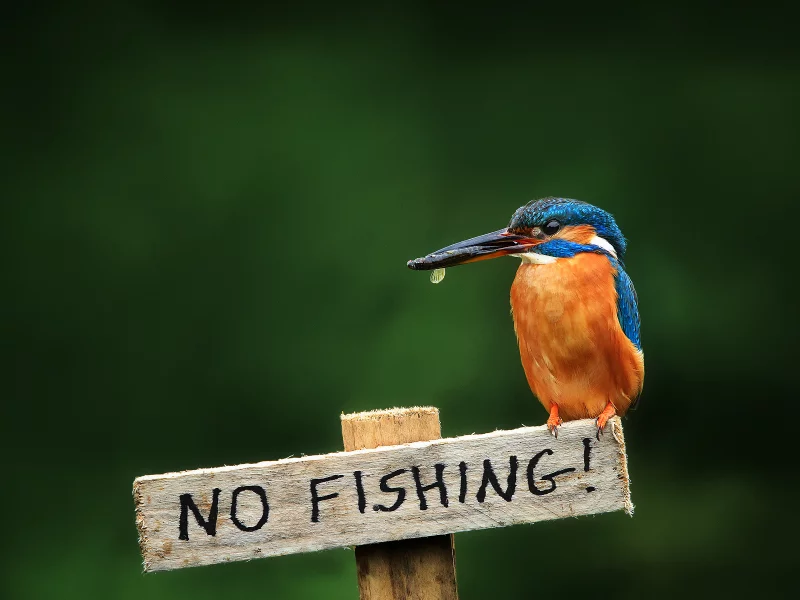 alcedo atthis, птица, обыкновенный зимородок, kingfisher