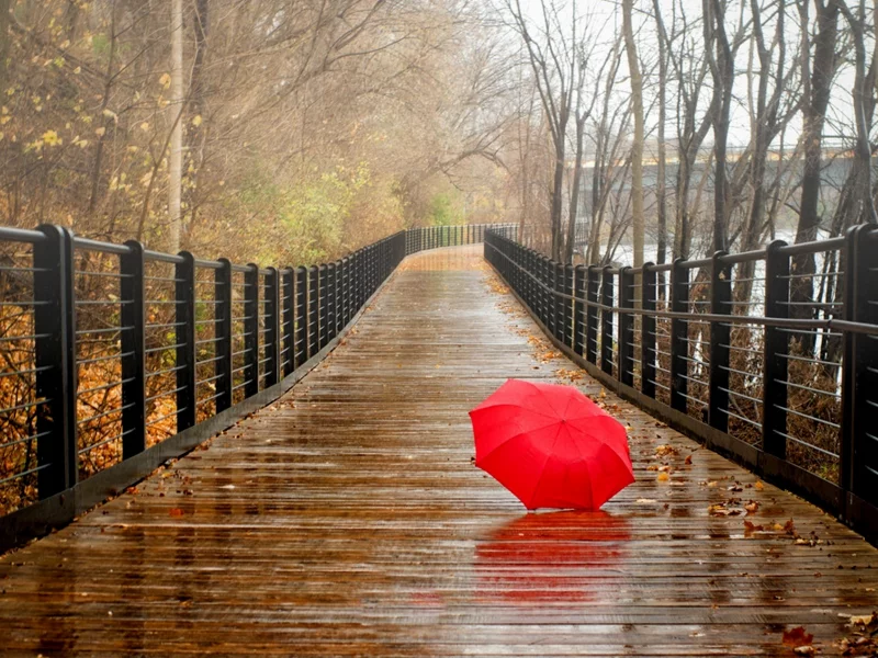 park, umbrella, forest, fall, trees, water, bridge, nature, autumn, view, walk, rain, river, leaves