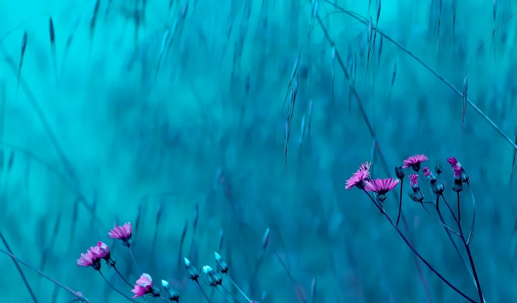 цветы, розовый, цветочки, цветки, голубой, фон, flowers