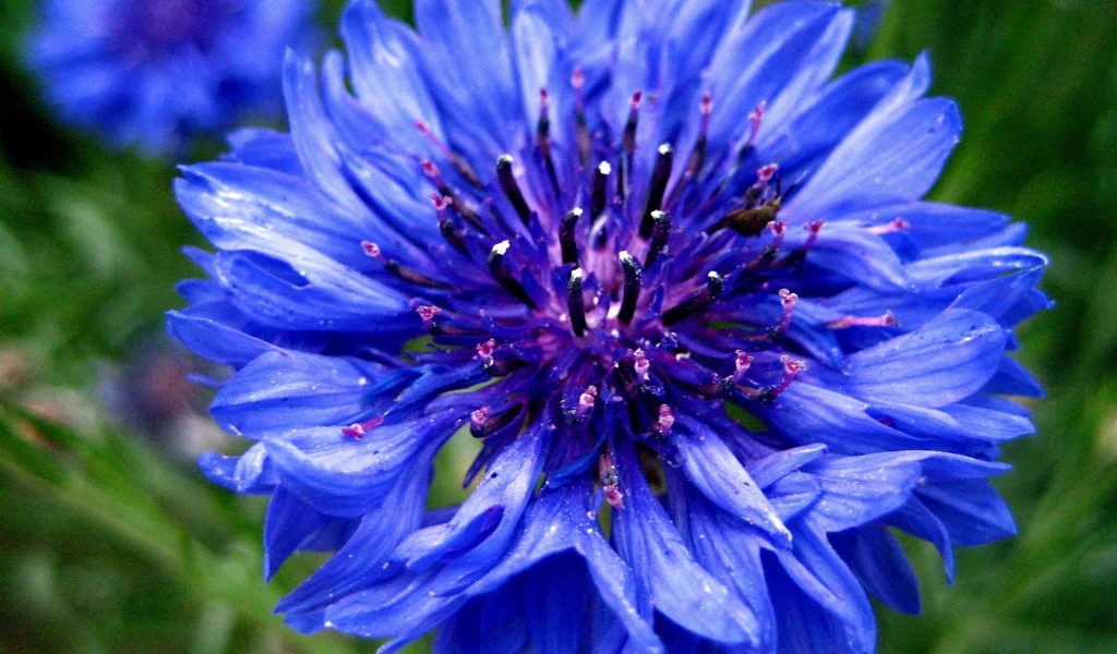 синий, цветок, cornflower, василек, голубой, centaurea, васильки