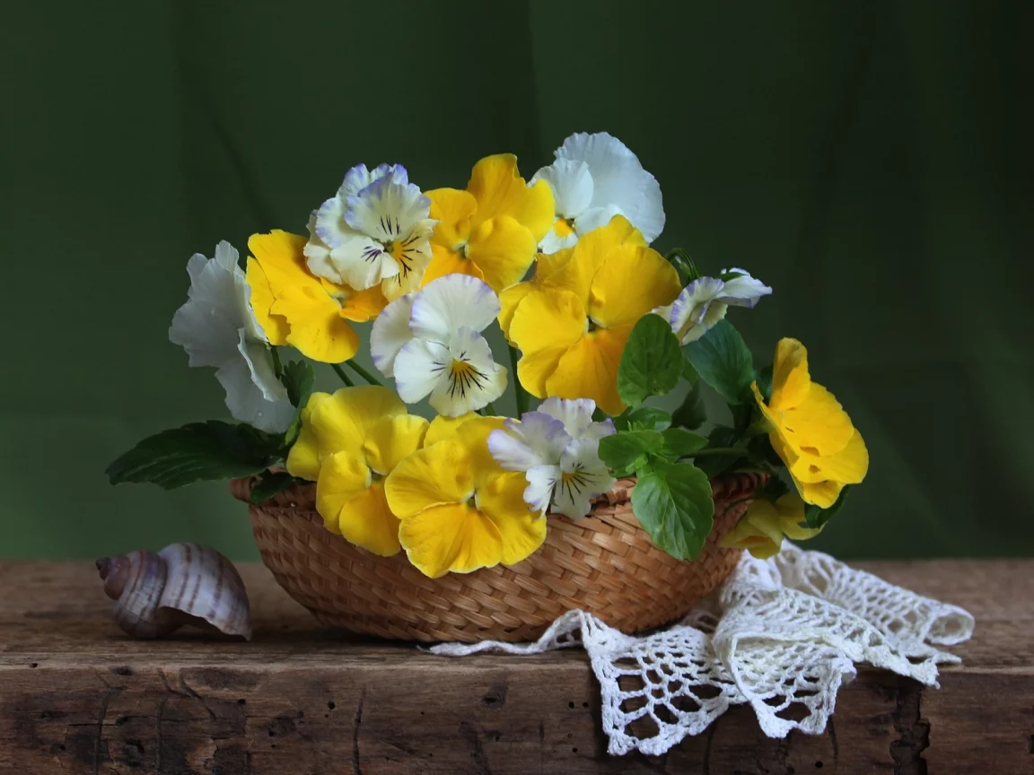 ракушка, анютины глазки
