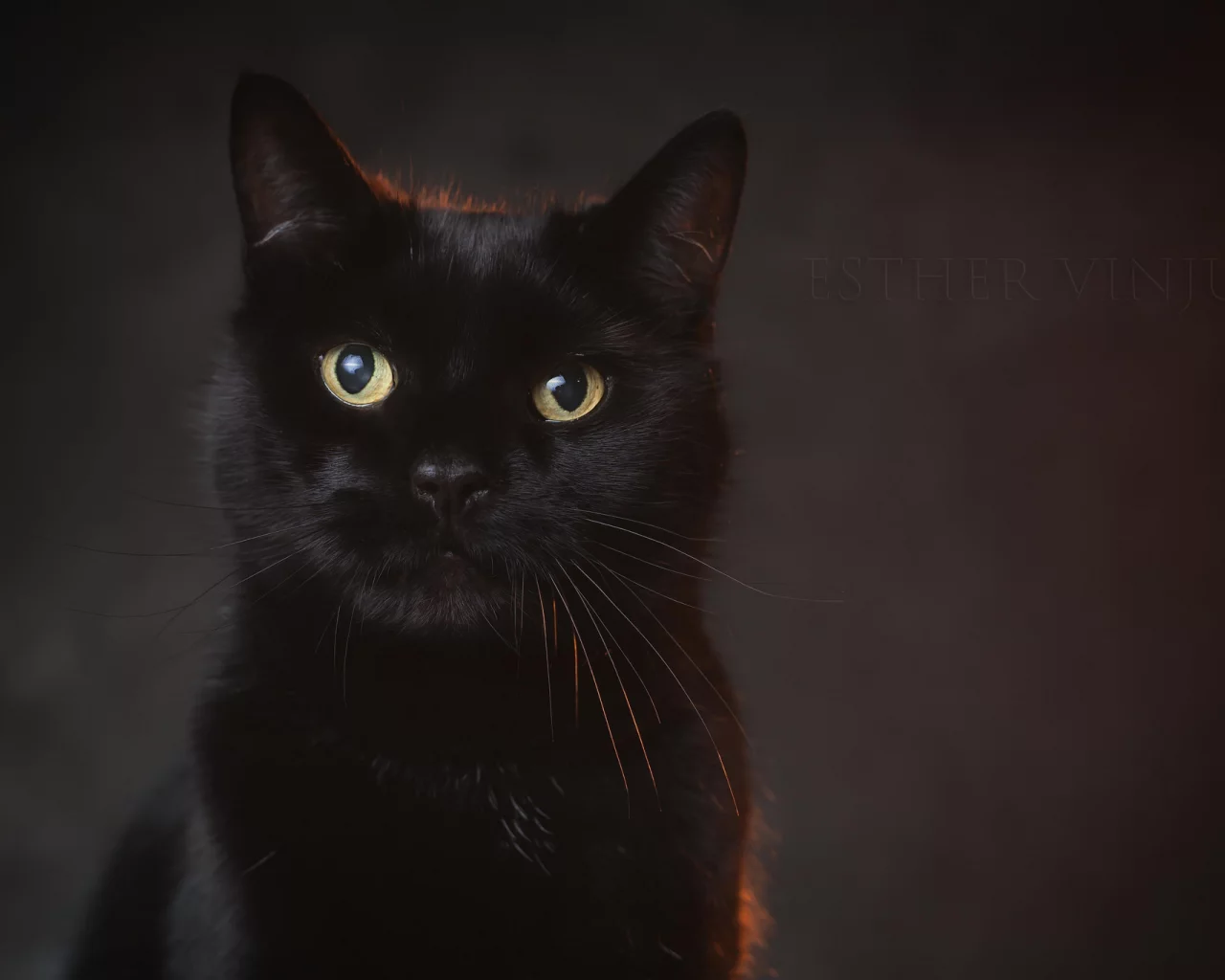кот, взгляд