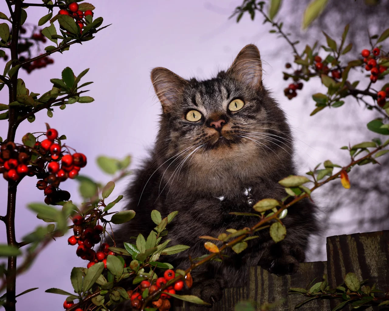 кот, взгляд