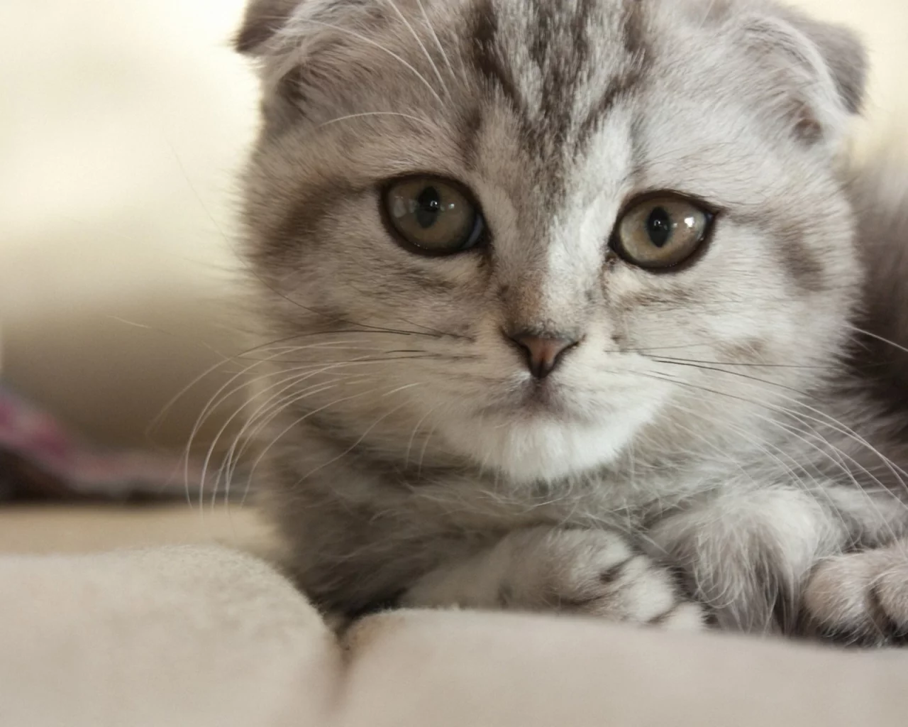 кот, кошка, мордочка, серый, лежа