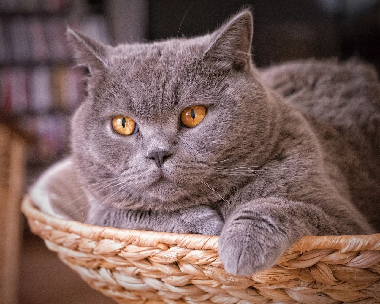 кот, взгляд