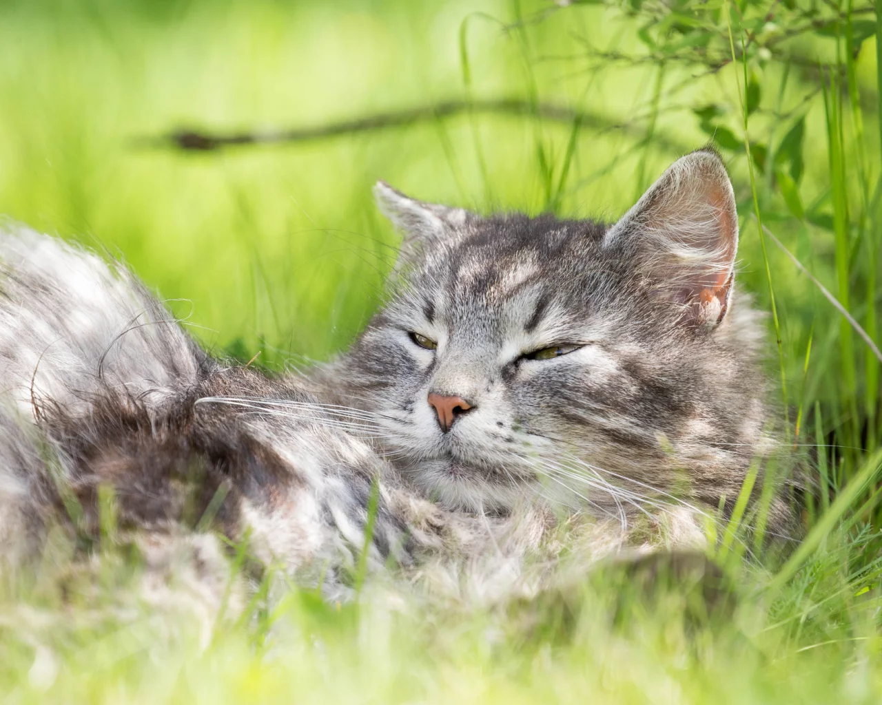 кот, кошак, котяра, лежит, травка