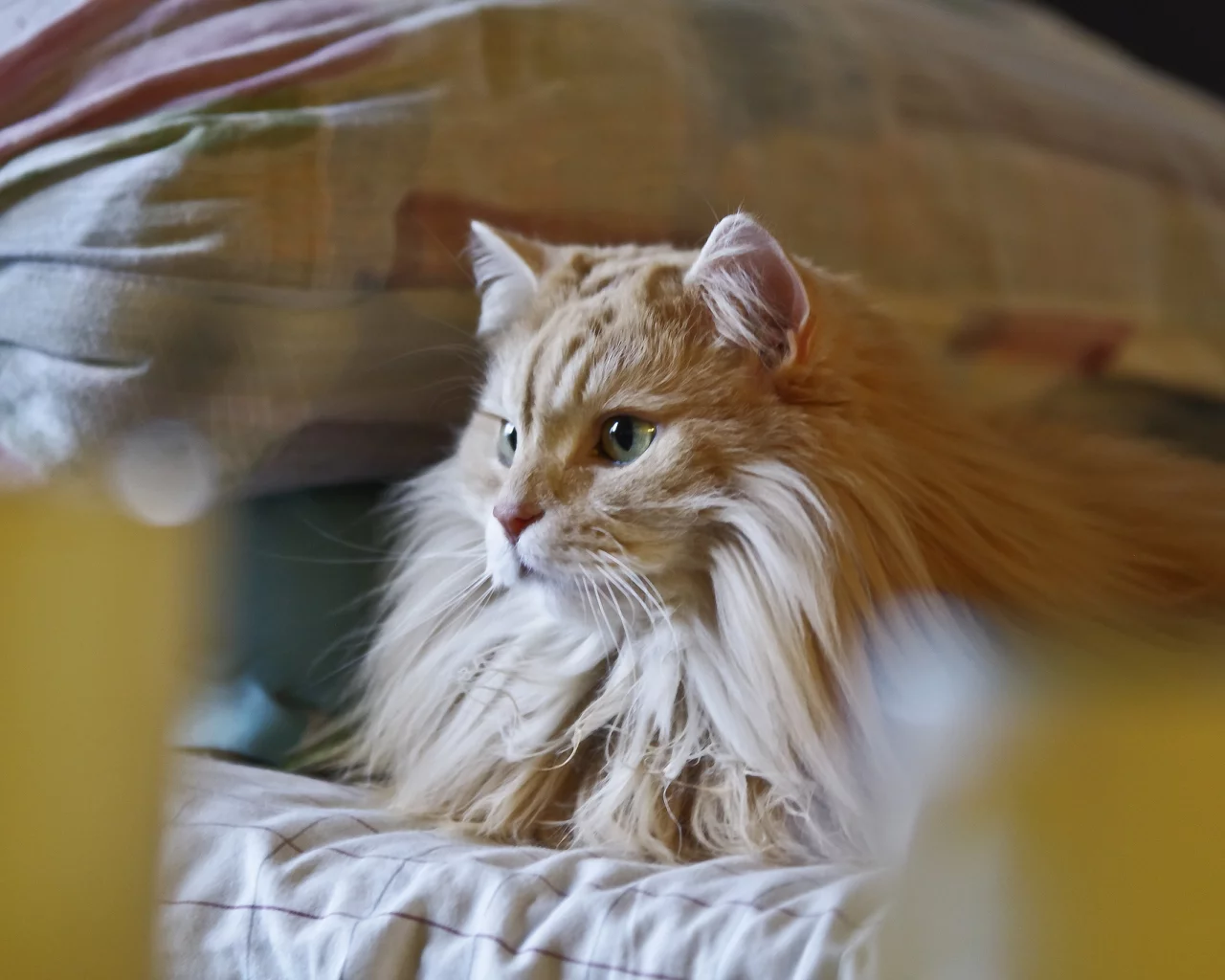 рыжий, пушистый, кот, кошка, лежит