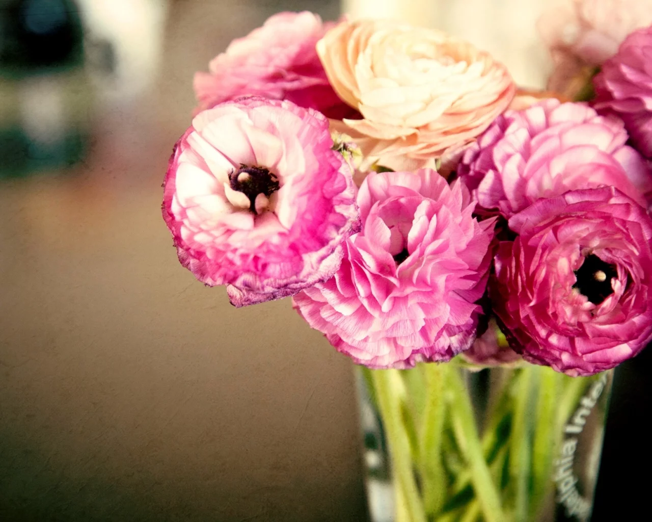 ranunculus, лепестки, бутоны, розовые, цветы, лютики, листья