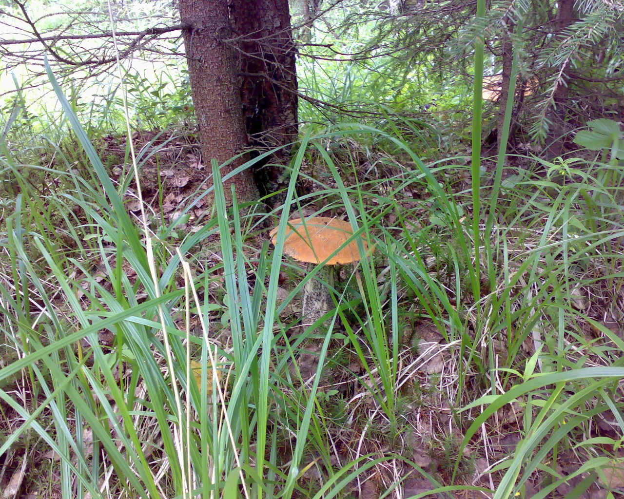 Грибы, лес