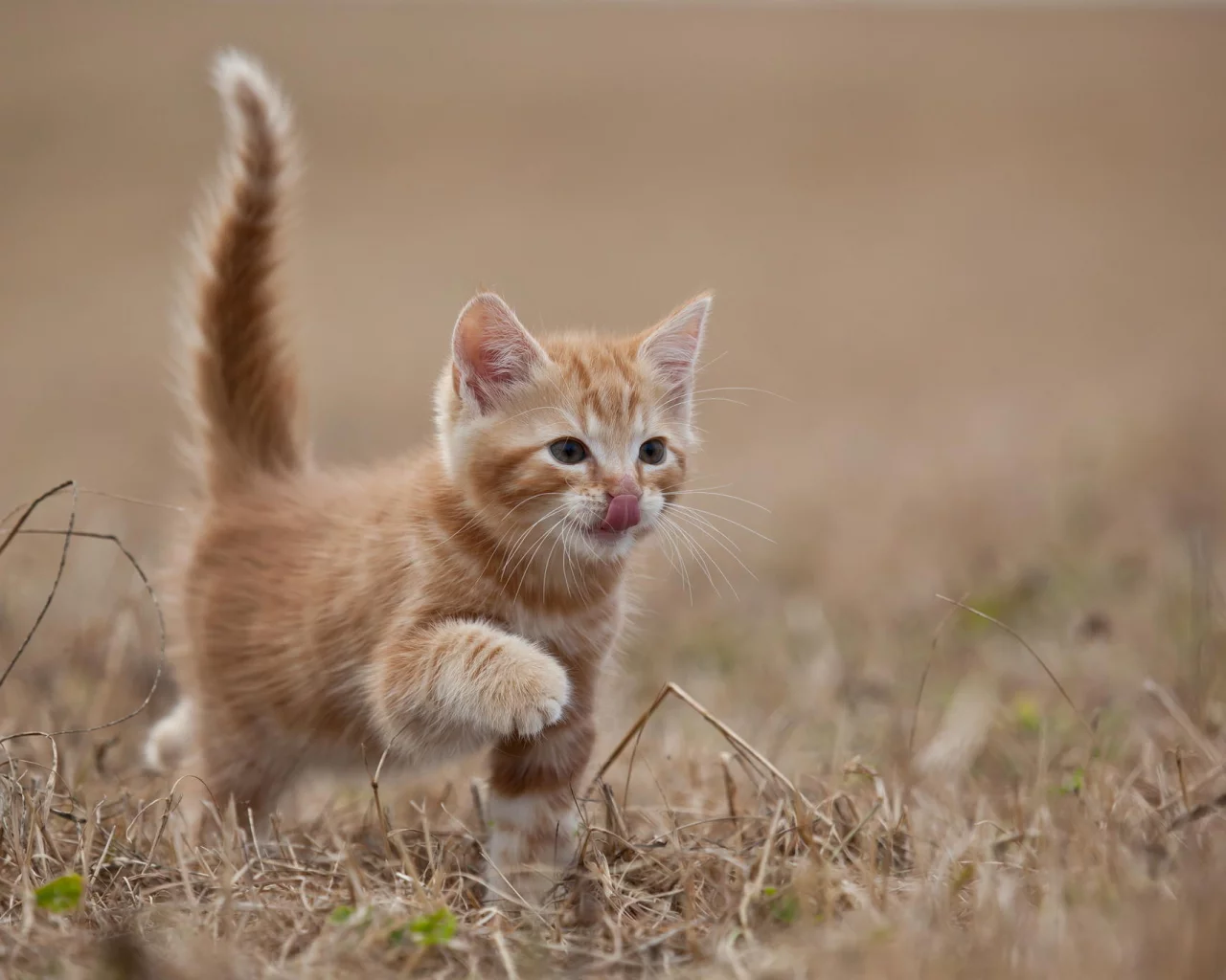 котенок, животные, кот, рыжий