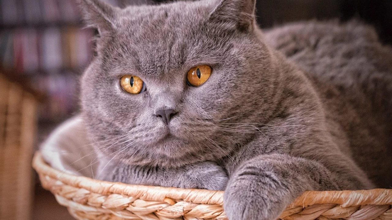 кот, взгляд