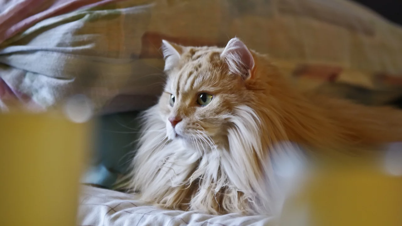 рыжий, пушистый, кот, кошка, лежит