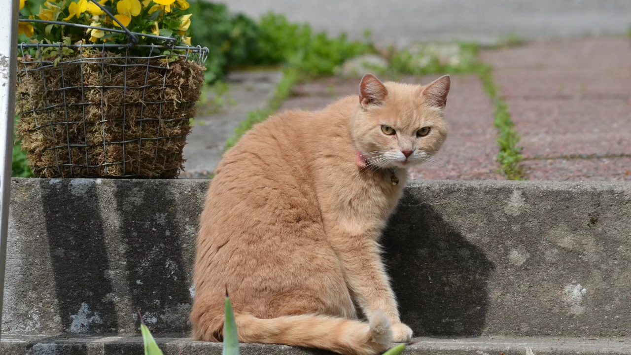 цветы, кот, взгляд, корзина, рыжий, ступени