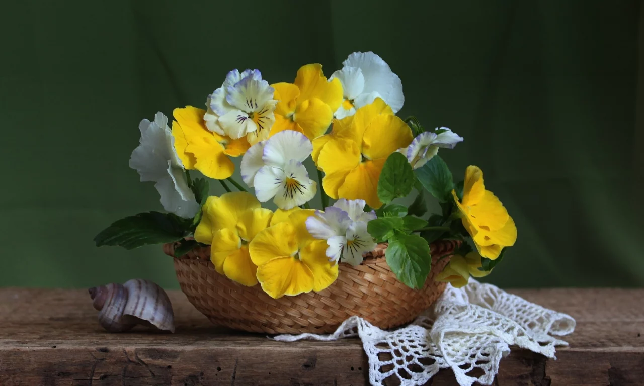 ракушка, анютины глазки