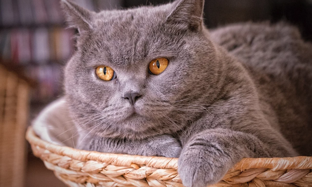 кот, взгляд