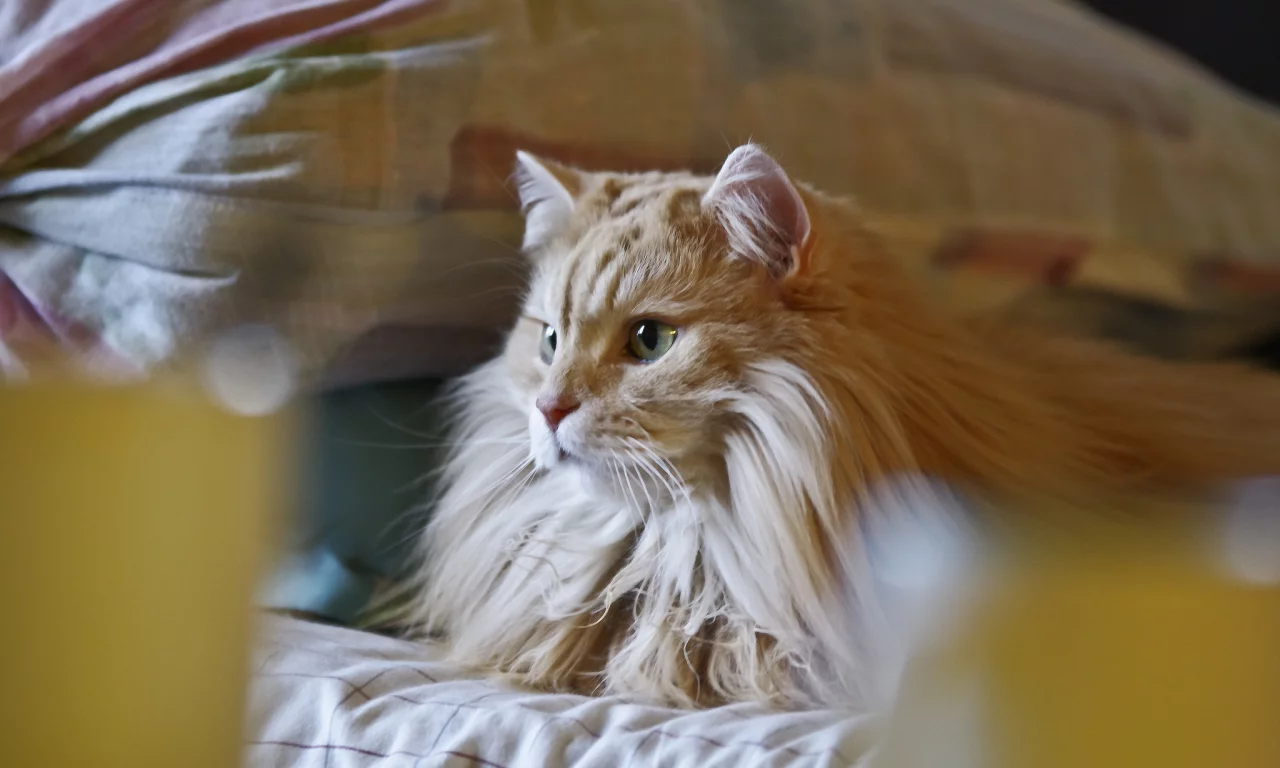 рыжий, пушистый, кот, кошка, лежит